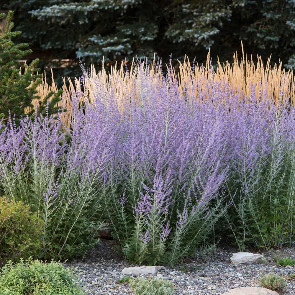 Brighter Blooms Russian Sage Ornamental Grasses 3 Brighter Blooms Russian Sage Ornamental Grasses