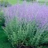 Brighter Blooms Russian Sage Ornamental Grasses