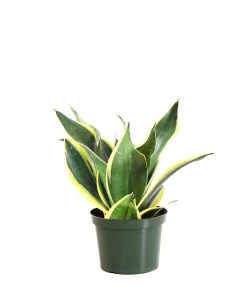 Brighter Blooms SHOP ALL Snake Plant 28 Brighter Blooms SHOP ALL Snake Plant