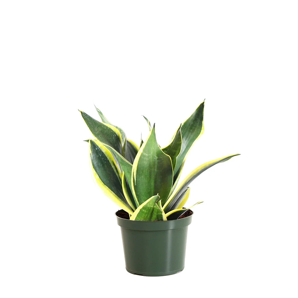 Brighter Blooms SHOP ALL Snake Plant 16 Brighter Blooms SHOP ALL Snake Plant