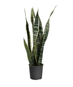 Brighter Blooms SHOP ALL Snake Plant 24 Brighter Blooms SHOP ALL Snake Plant