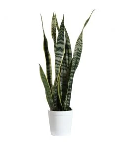Brighter Blooms SHOP ALL Snake Plant 30 Brighter Blooms SHOP ALL Snake Plant