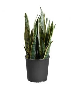 Brighter Blooms SHOP ALL Snake Plant 25 Brighter Blooms SHOP ALL Snake Plant