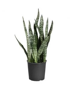 Brighter Blooms SHOP ALL Snake Plant 27 Brighter Blooms SHOP ALL Snake Plant