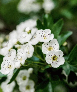 Brighter Blooms Snow White Indian Hawthorn Shrub