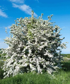 Brighter Blooms Snow White Indian Hawthorn Shrub