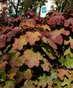 Brighter Blooms Snowcicle Hydrangea Shrub Shrubs & Hedges