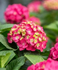 Brighter Blooms Endless Summer® Summer Crush® Big Leaf Hydrangea Shrub Shrubs & Hedges