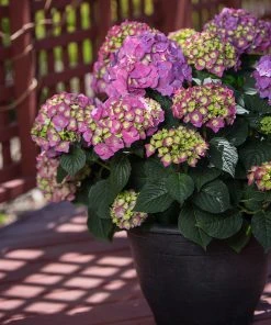 Brighter Blooms Endless Summer® Summer Crush® Big Leaf Hydrangea Shrub Shrubs & Hedges