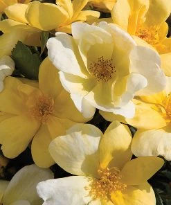 Brighter Blooms Roses Sunny Knock Out® Rose Tree 7 Brighter Blooms Roses Sunny Knock Out® Rose Tree