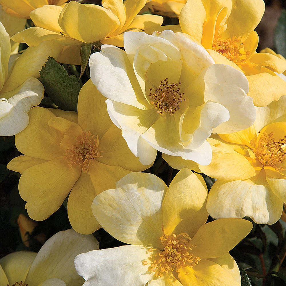 Brighter Blooms Roses Sunny Knock Out® Rose Tree 4 Brighter Blooms Roses Sunny Knock Out® Rose Tree