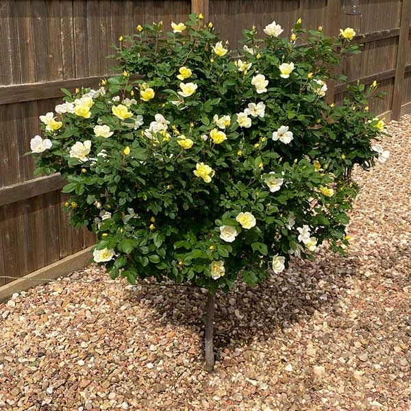 Brighter Blooms Roses Sunny Knock Out® Rose Tree 1 Brighter Blooms Roses Sunny Knock Out® Rose Tree