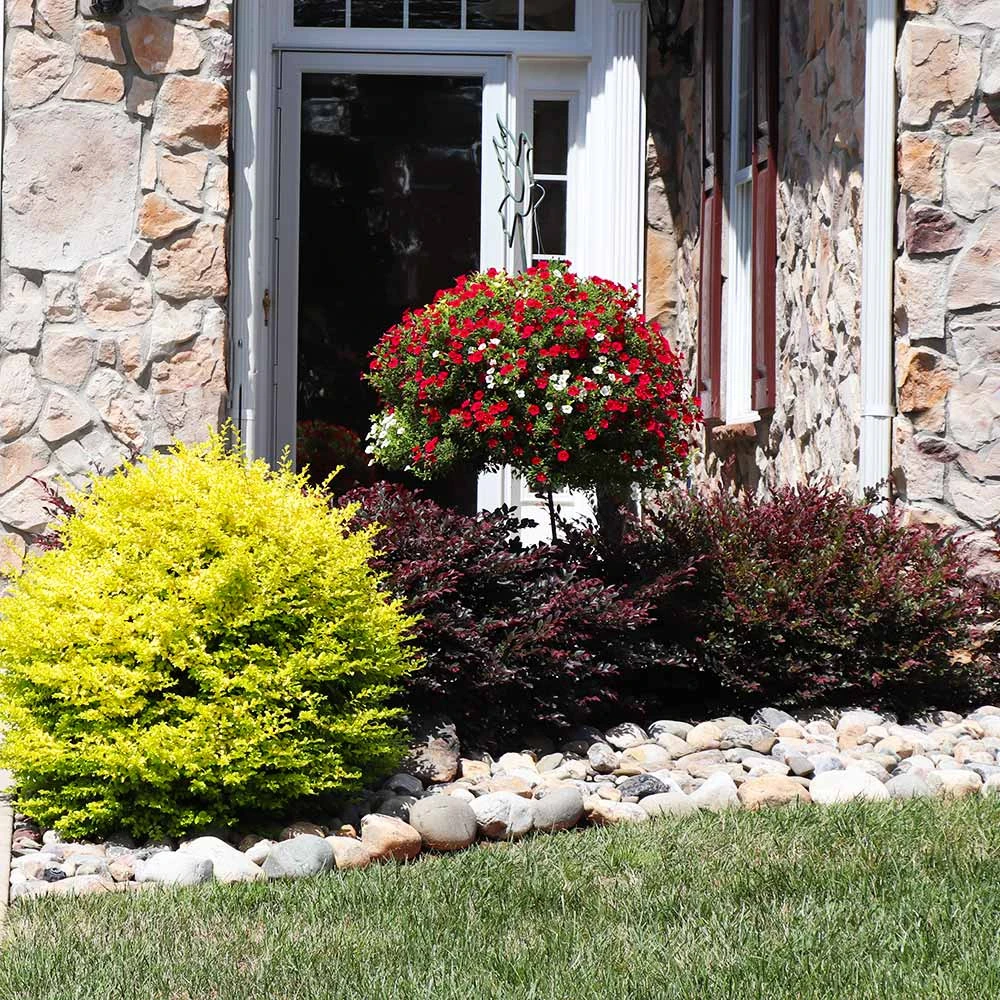 Brighter Blooms Sunshine Ligustrum Privet Hedge Plants For Sandy Soil 3 Brighter Blooms Sunshine Ligustrum Privet Hedge Plants For Sandy Soil