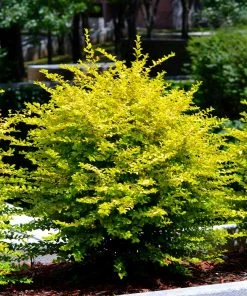 Brighter Blooms Warm-Climate Privacy Kit Evergreen & Privacy