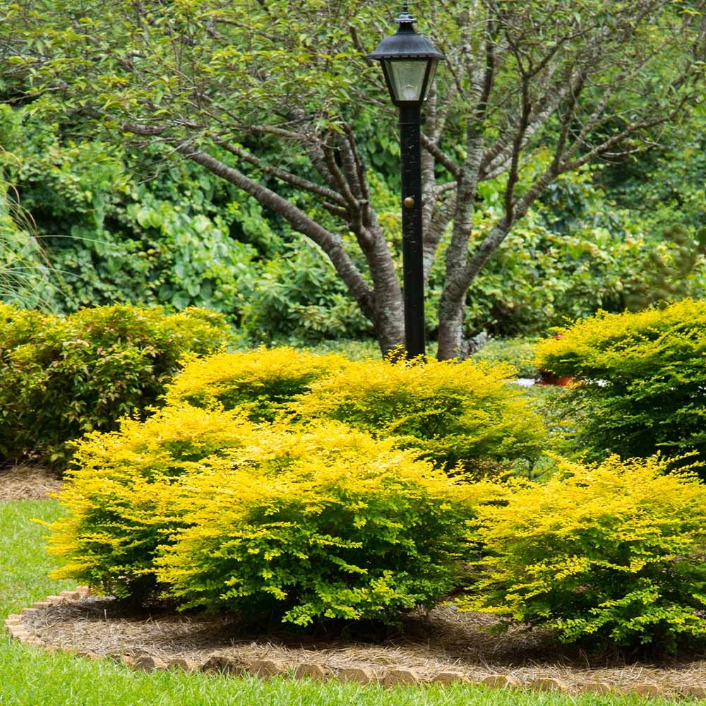 Brighter Blooms Sunshine Ligustrum Privet Hedge Plants For Sandy Soil 5 Brighter Blooms Sunshine Ligustrum Privet Hedge Plants For Sandy Soil