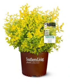 Brighter Blooms Sunshine Ligustrum Privet Hedge Plants For Sandy Soil 11 Brighter Blooms Sunshine Ligustrum Privet Hedge Plants For Sandy Soil