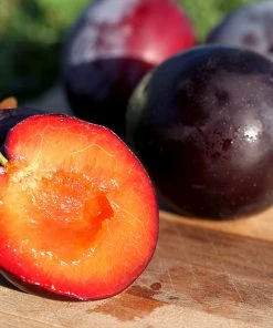 Brighter Blooms Santa Rosa Plum Tree
