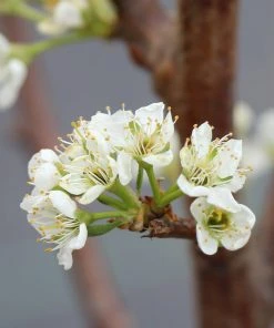 Brighter Blooms Santa Rosa Plum Tree