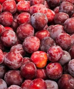 Brighter Blooms Santa Rosa Plum Tree
