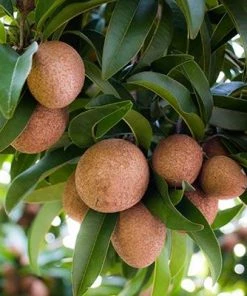 Brighter Blooms Sapodilla Tree SHOP ALL 7 Brighter Blooms Sapodilla Tree SHOP ALL
