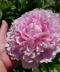 Brighter Blooms Sarah Bernhardt Peony Perennials