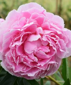 Brighter Blooms Sarah Bernhardt Peony Perennials