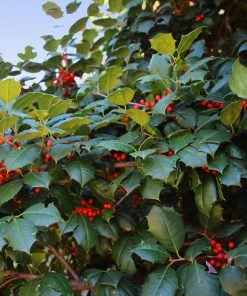 Brighter Blooms American Holly Tree
