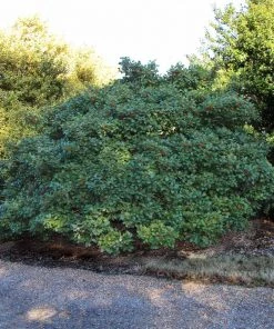 NO WARRANTY American Holly Tree SHOP ALL 8 NO WARRANTY American Holly Tree SHOP ALL