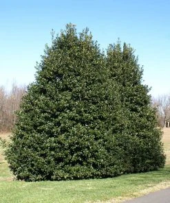NO WARRANTY American Holly Tree SHOP ALL 9 NO WARRANTY American Holly Tree SHOP ALL