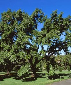Brighter Blooms Shade Trees Sawtooth Oak Tree