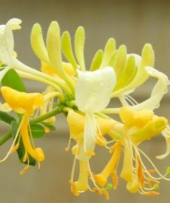 Brighter Blooms Scentsation Honeysuckle Vine