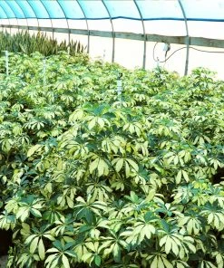 Brighter Blooms Variegated Dwarf Umbrella Tree - Schefflera Trinette House & Patio