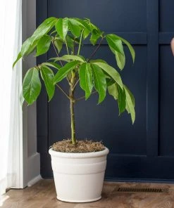 Brighter Blooms Umbrella Tree House & Patio