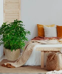 Brighter Blooms Dwarf Umbrella Tree House & Patio