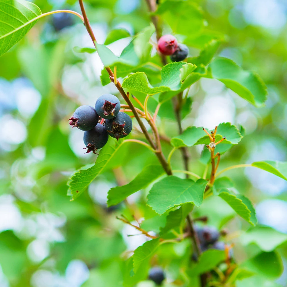 Brighter Blooms Autumn Brilliance Serviceberry 5 Brighter Blooms Autumn Brilliance Serviceberry