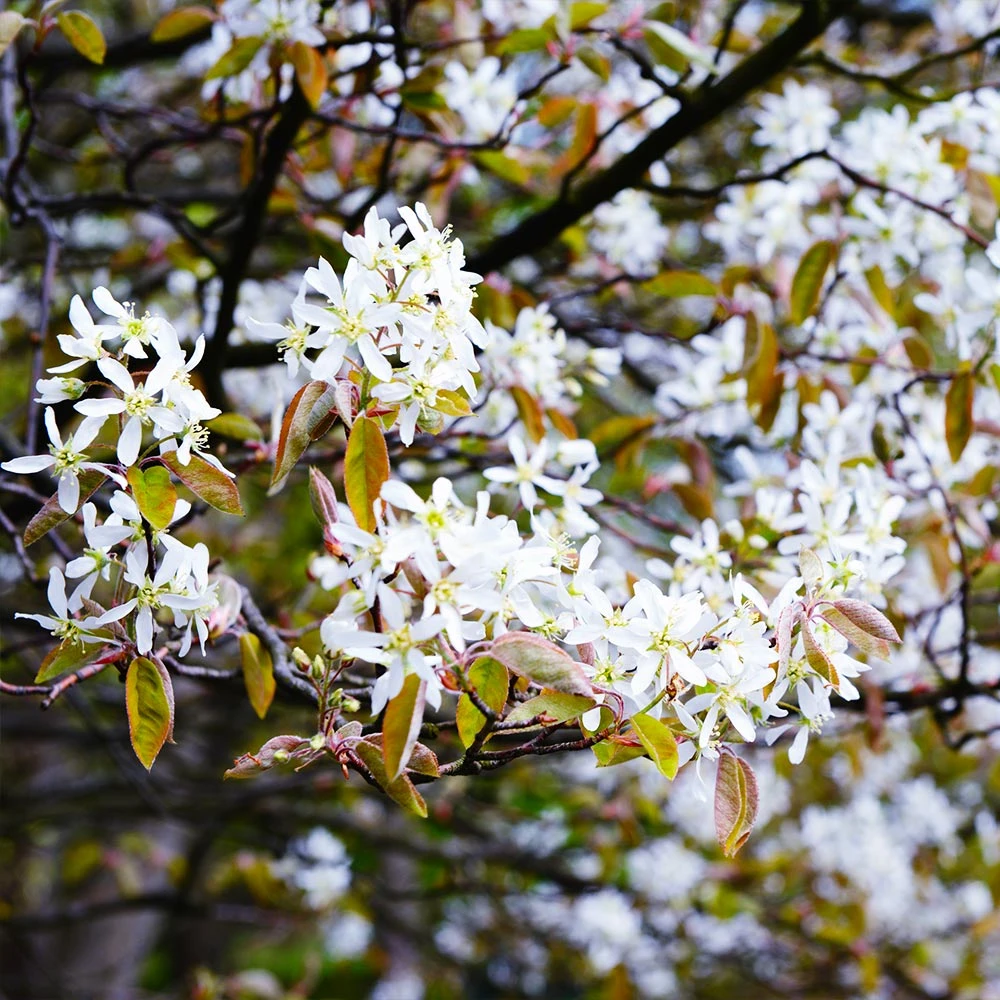 Brighter Blooms Autumn Brilliance Serviceberry 4 Brighter Blooms Autumn Brilliance Serviceberry