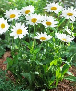 Brighter Blooms Becky Shasta Daisy Perennials 7 Brighter Blooms Becky Shasta Daisy Perennials