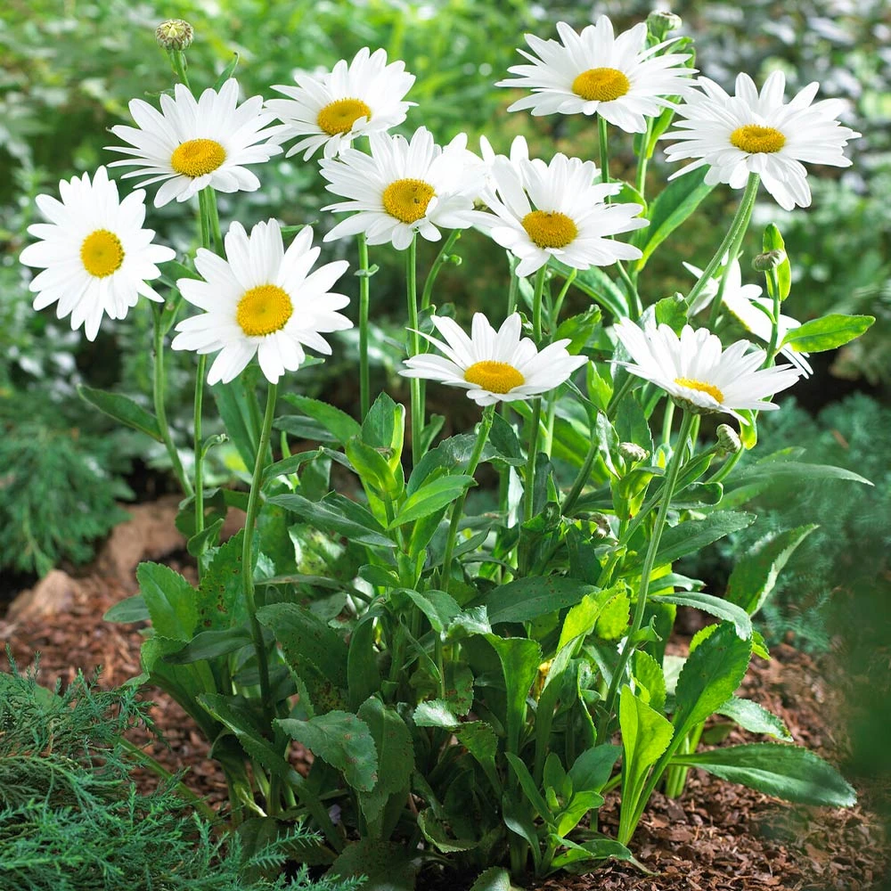 Brighter Blooms Becky Shasta Daisy Perennials 4 Brighter Blooms Becky Shasta Daisy Perennials