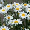 Brighter Blooms Becky Shasta Daisy Perennials