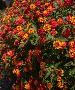 Brighter Blooms Perennials Shazam Lantana 5 Brighter Blooms Perennials Shazam Lantana