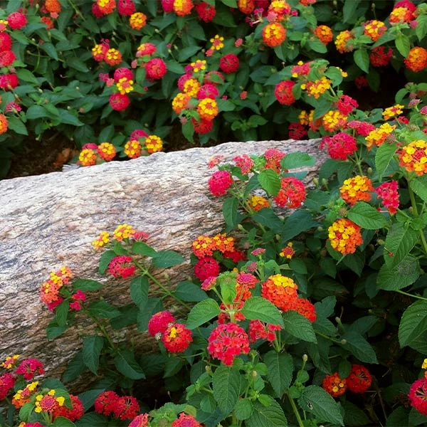 Brighter Blooms Perennials Shazam Lantana 1 Brighter Blooms Perennials Shazam Lantana