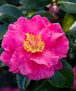 Brighter Blooms Shrubs & Hedges Shi-Shi Gashira Camellia Shrub