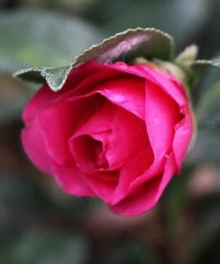 Brighter Blooms Shrubs & Hedges Shi-Shi Gashira Camellia Shrub