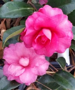 Brighter Blooms Shrubs & Hedges Shi-Shi Gashira Camellia Shrub