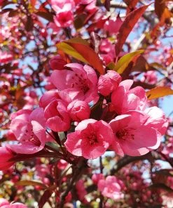Brighter Blooms Show Time™ Crabapple Tree Flowering Trees 7 Brighter Blooms Show Time™ Crabapple Tree Flowering Trees