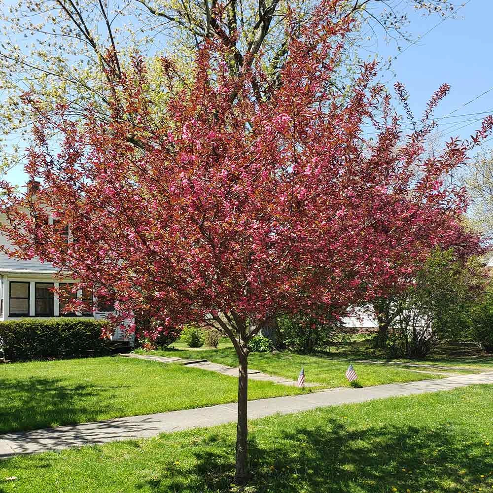 Brighter Blooms Show Time™ Crabapple Tree Flowering Trees 2 Brighter Blooms Show Time™ Crabapple Tree Flowering Trees