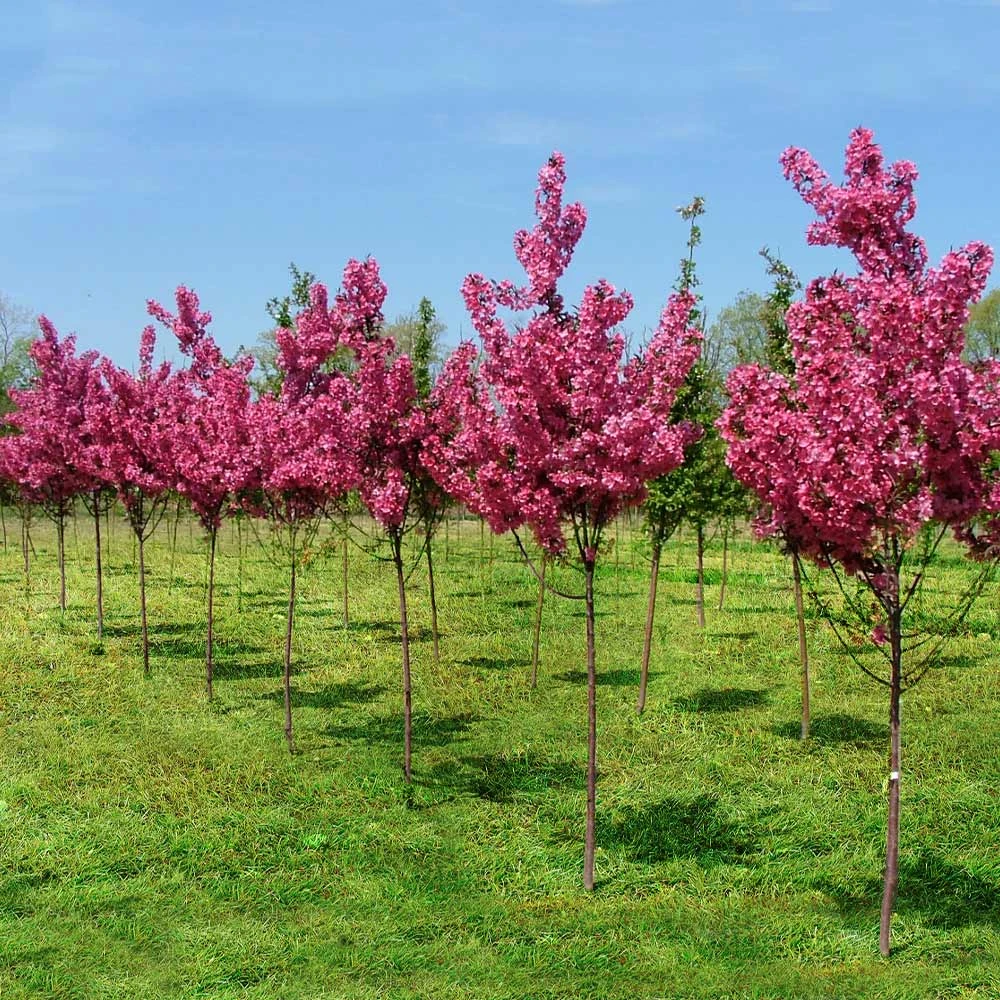 Brighter Blooms Show Time™ Crabapple Tree Flowering Trees 5 Brighter Blooms Show Time™ Crabapple Tree Flowering Trees
