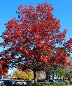 Brighter Blooms Shumard Oak Tree