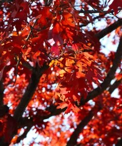 Brighter Blooms Shumard Oak Tree