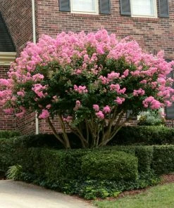 Brighter Blooms Sioux Crape Myrtle